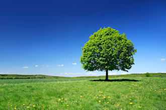 prepare fsc coc certification procedures and documents