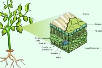 create biological, scientific and plant illustrations