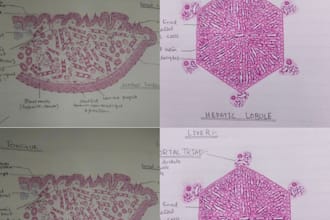 draw your histology and anatomy diagrams perfectly