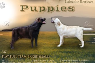 design a litter announcement,banner,flyer for dog breeders
