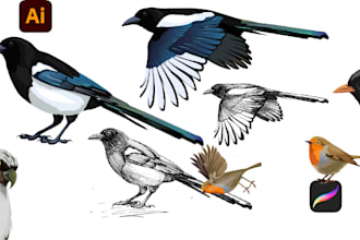 draw birds illustration for you