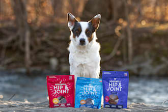model your dog products with my blue merle cattle dog