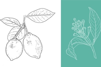 create detailed botanical vector line art illustrations