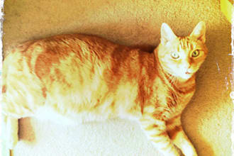 mutter the name of yr dad under my breath whilst feeding the cat for Fathers Day