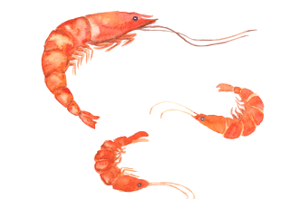 draw a unique watercolor illustration