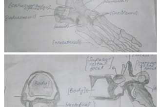 draw handmade professional medical art of the human anatomy