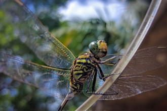 sell high quality nature photographs