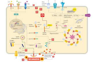 design medical, scientific, and educational diagrams