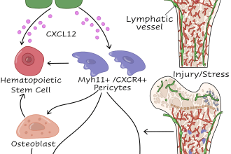 make scientific illustrations for you