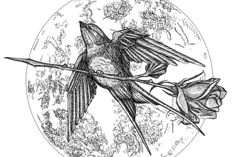 draw black and white sketch illustration in pen ink style