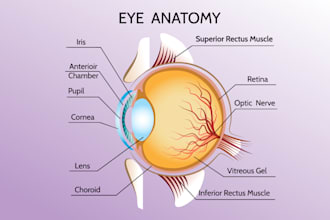 do medical, anatomical, and science illustrations