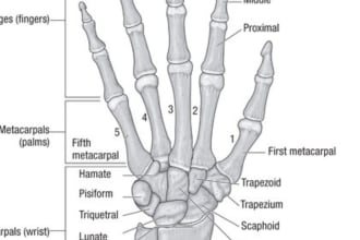 draw human anatomy, medical diagrams and physiology diagrams