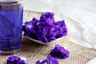 supply asian pigeonwings for ayurvedic treatment