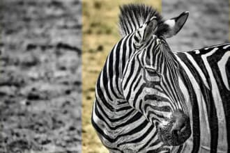 convert black and white image colorize in HD