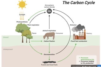 create scientifical illustration figures graphs flowchart