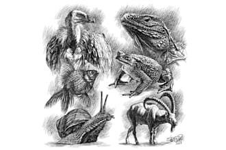 create ink drawings of animals and pets