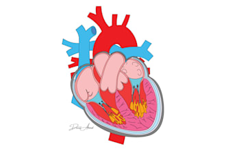 design high quality anatomy and medical illustrations