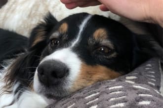 perform end of life animal reiki
