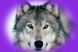 attune you to 6 levels of spiritual animal healer program