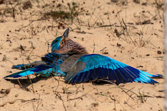 edit, enhance and sharpen your wildlife and pet photos