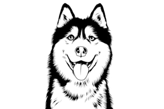 turn your pet photo into a beautiful line art drawing