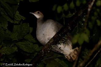 guía de observación de aves en bolivia