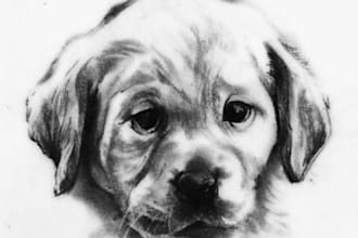 make a professional pencil portrait of your pet