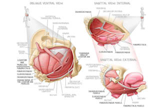 make scientific and medical illustration, human anatomy art, graph and diagram