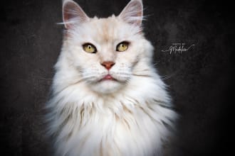 take professional product photos with my giant main coon cat