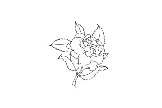 draw botanical plant and flower line art in illustrator
