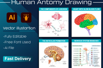 do human anatomy, medical diagrams illustration design