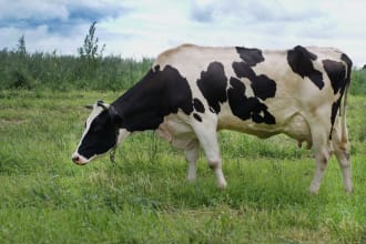 research on animal health and production
