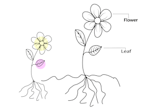 draw line art flower plant and botanical illustration