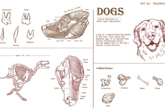 draw professional anatomical drawings for animals