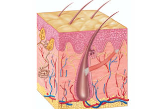 medical illustration samples 1
