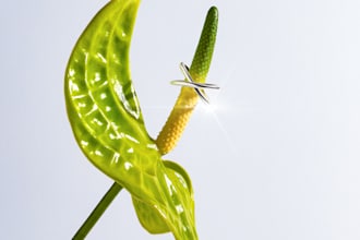 do product photography for your business