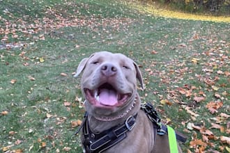 take photos or video of my bully dog for your pet product