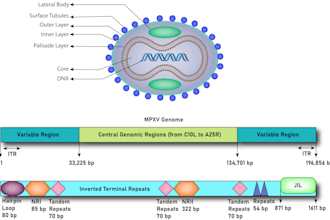 design medical, scientific, and graphical illustrations