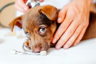 pen down any animal blog as a veterinarian