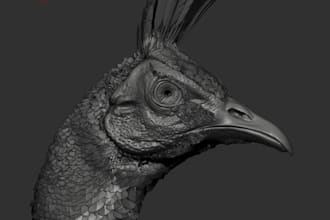 model realistic bird by using zbrush and houdini