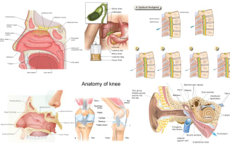 make highly customised medical and anatomy illustrations