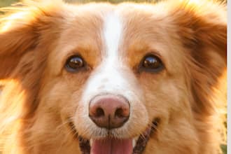 write pet guest posts in da 70 blogs off page SEO