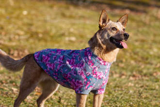 model your dog products with my australian cattle dog
