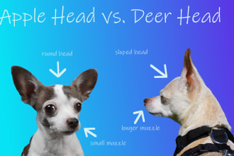write a 500 word pet article for you