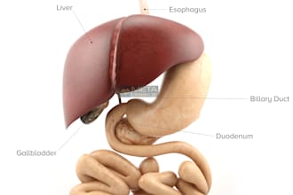create 3d medical anatomy illustrations and animations