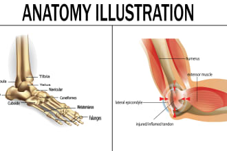 create human anatomy illustration and medical diagrams