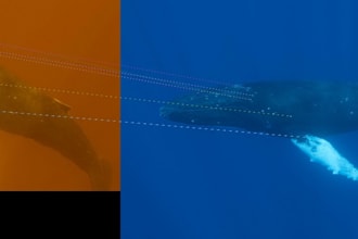 develop robust computer vision and ai detection solutions