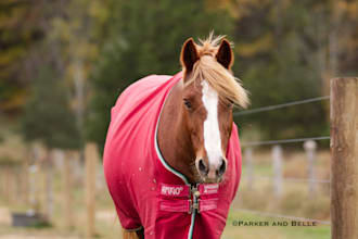 photograph your horse equestrian and farm products