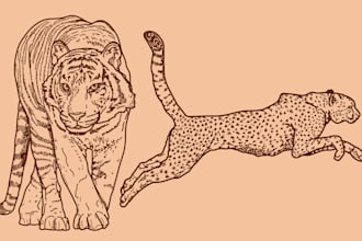 draw line art vector illustrations of animals and birds