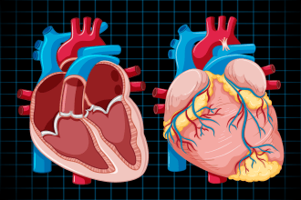 do professional medical illustrations anatomy workout yoga and scientific